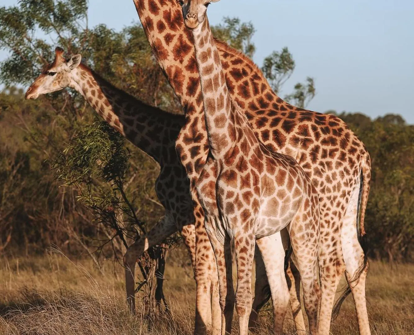 Nyosi Wildlife Reserve Port Elizabeth