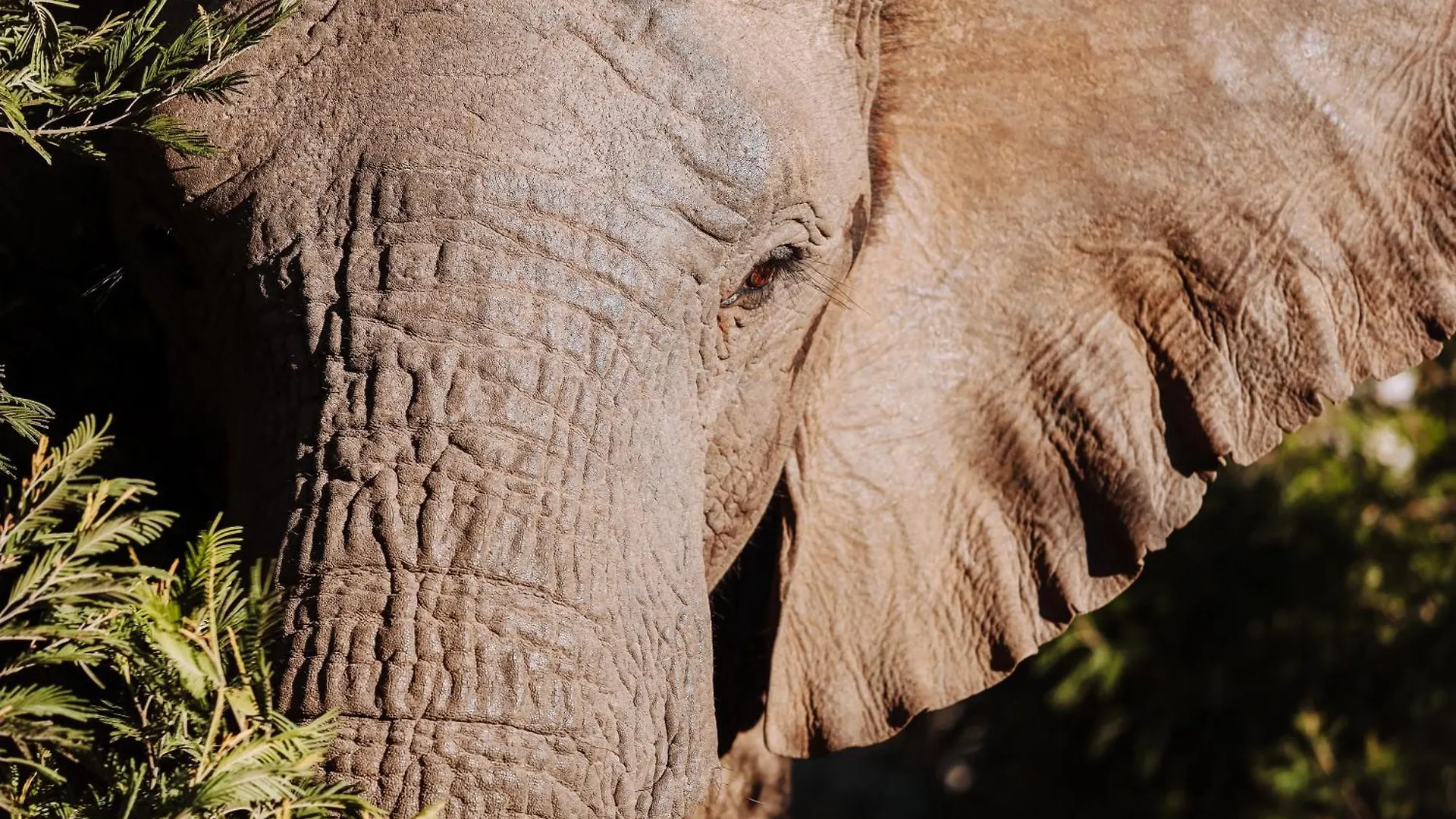 Nyosi Wildlife Reserve Port Elizabeth