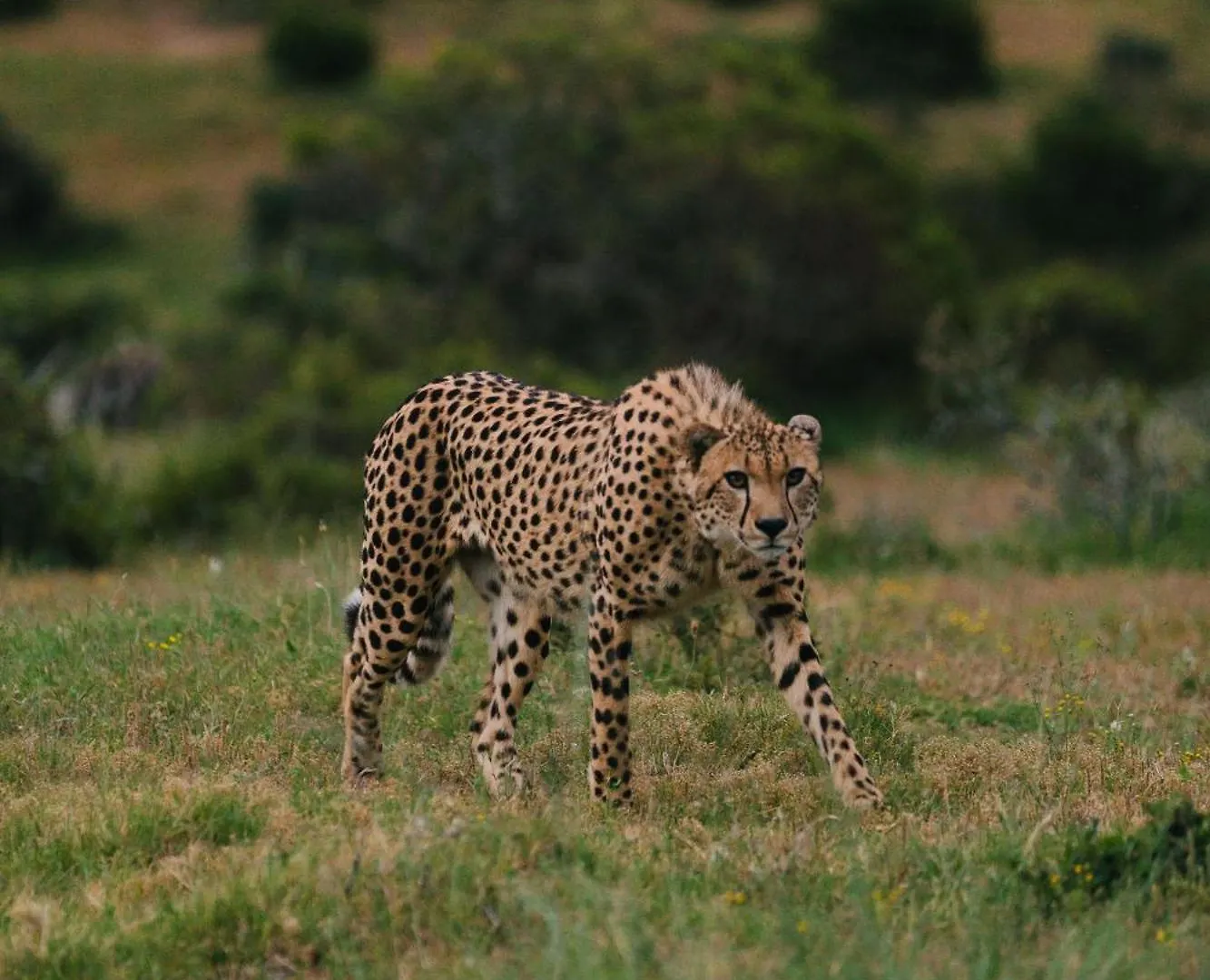 Resort Nyosi Wildlife Reserve Port Elizabeth